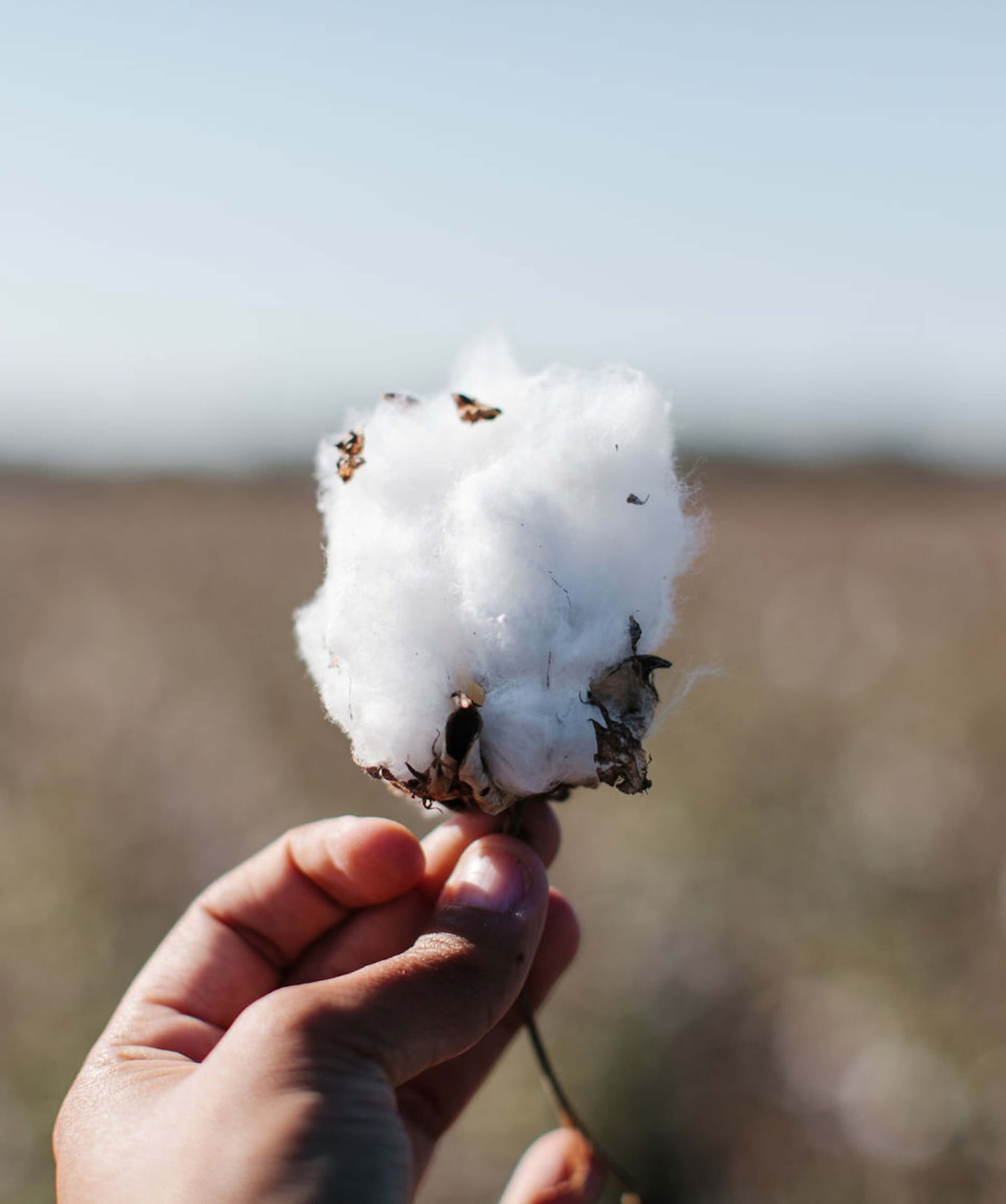 Hand holding a natural cotton plant in a field