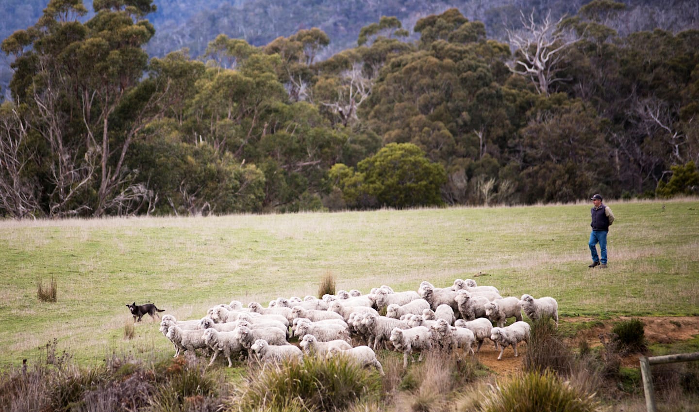 Traçable de bout en bout, du mouton aux rayons