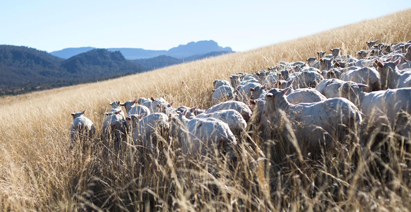 Fully Traceable Merino Wool