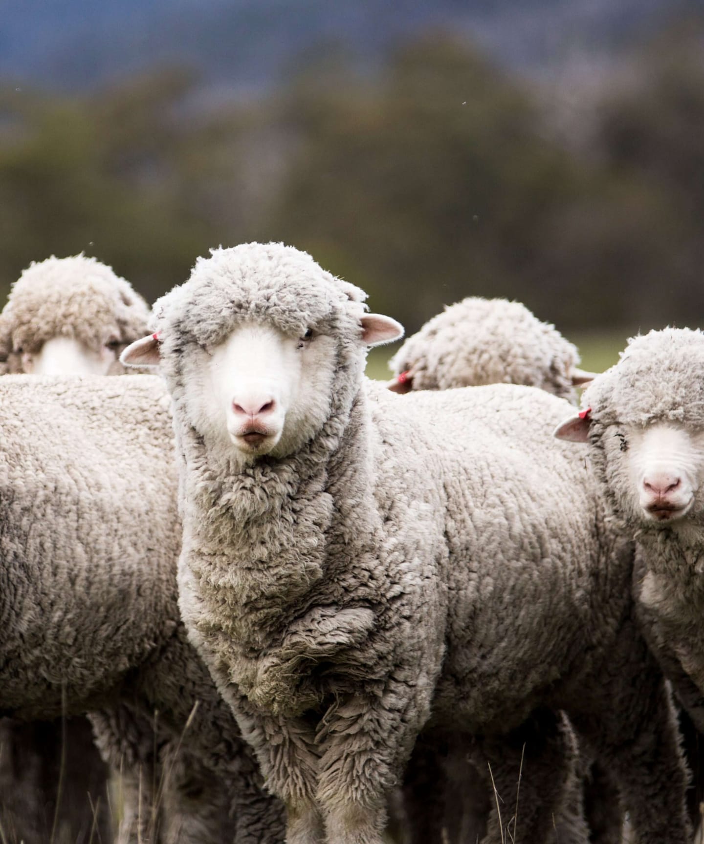 Merino wool sheep